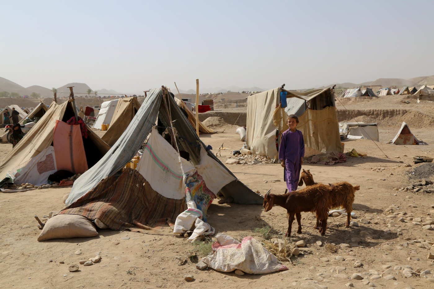 Some of the families could manage to take the remaining livestocks with them while escaping drought. Many families lost their livestocks or sold them away half price. Photo: NRC/Enayatullah Azad