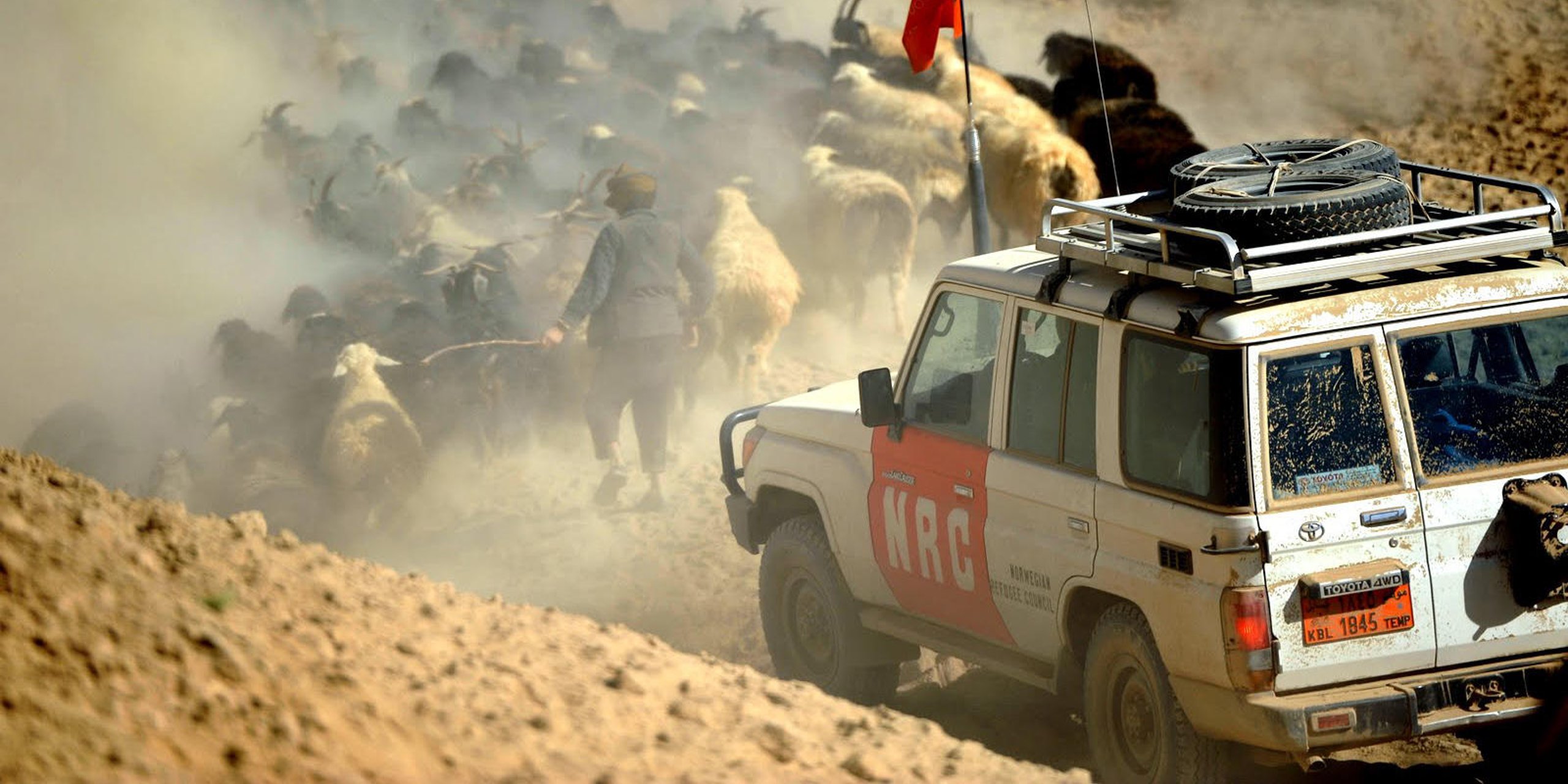 An NRC truck waiting for a herd of cows to cross the road. 