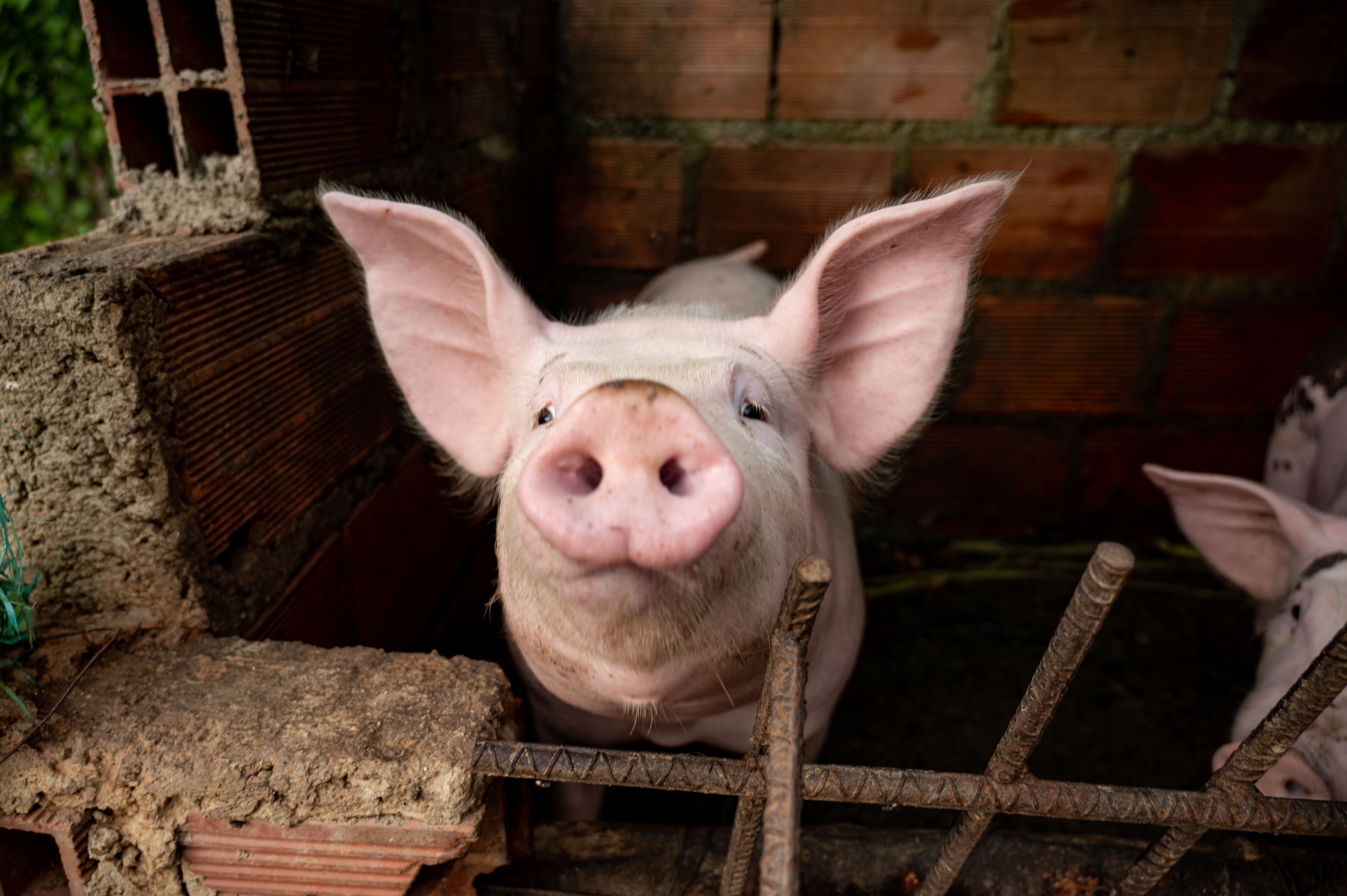 A pig.