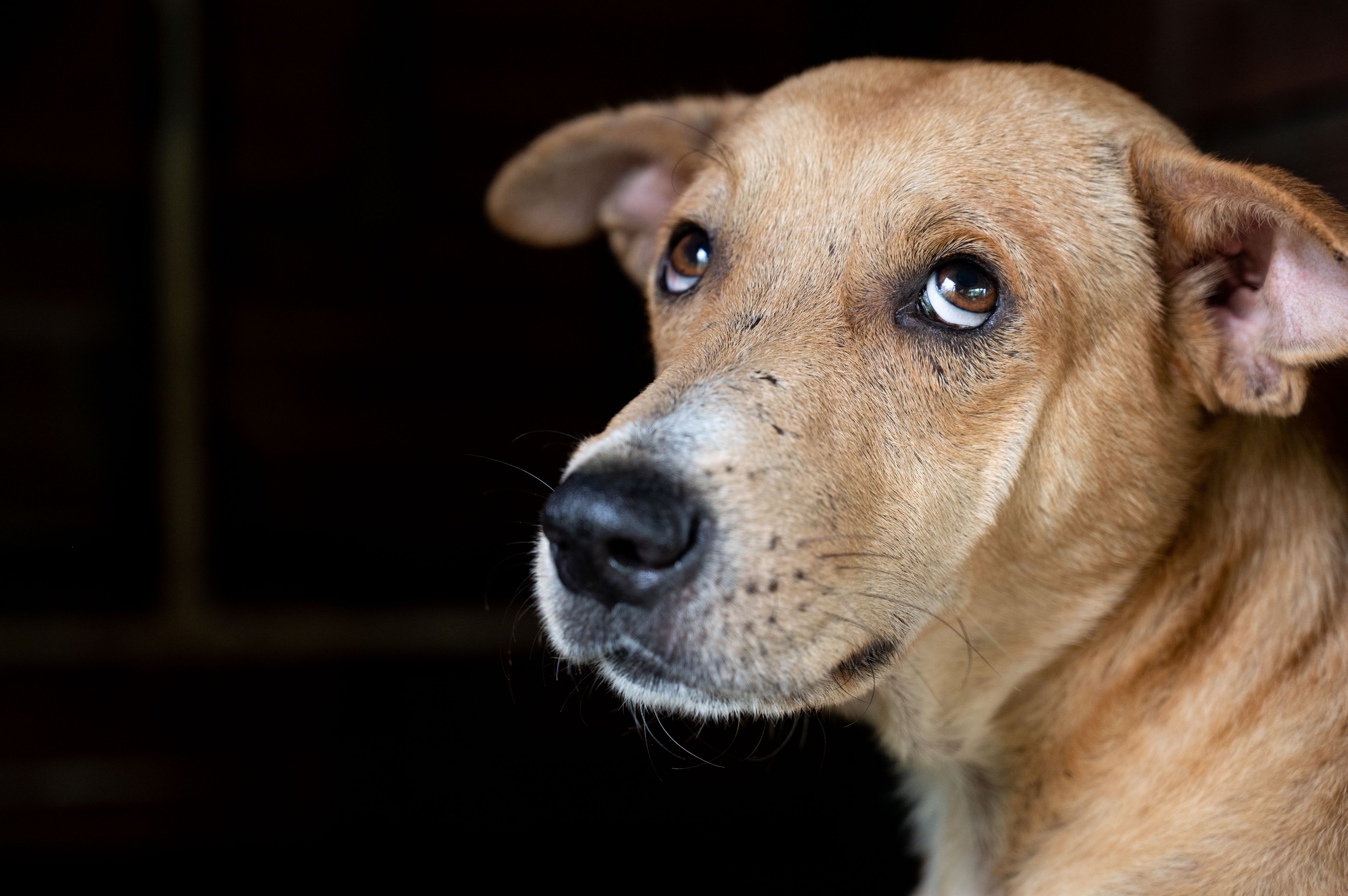 A dog with big, expressive eyes looking up.
