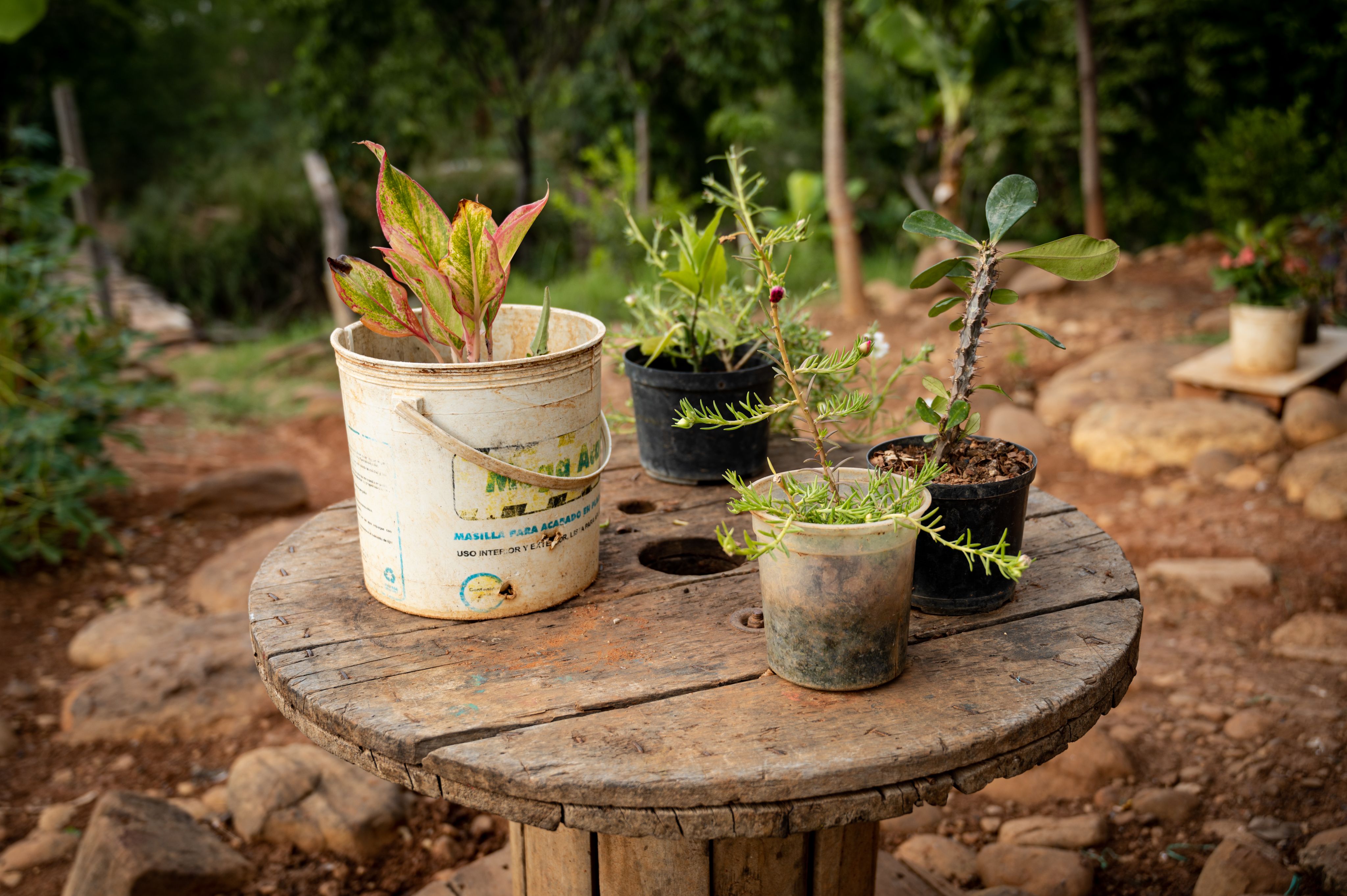 4 small plants planted in buckets and other containers. They're standing on an old cable drum.