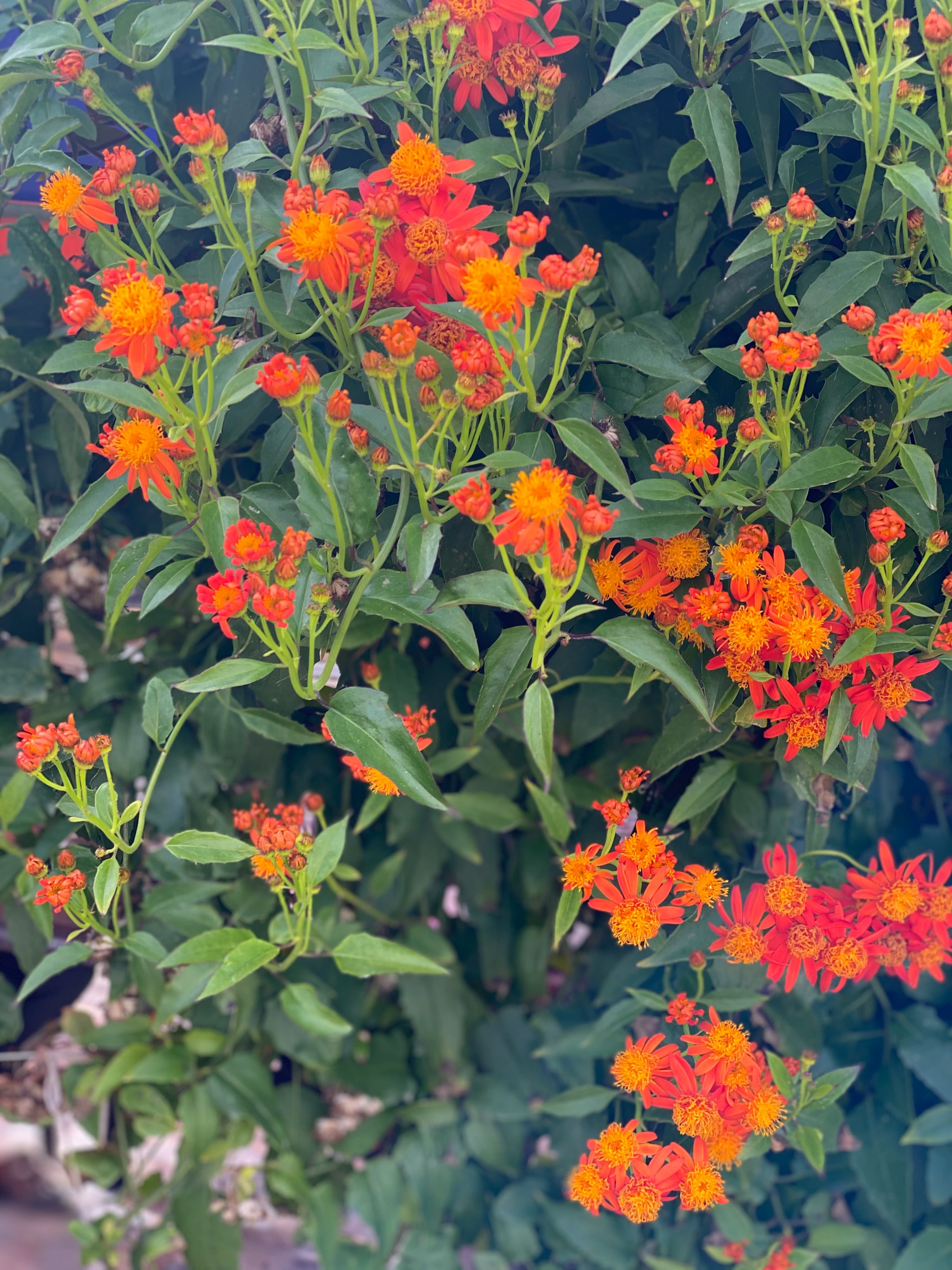 Orange flowers. Photo: mohammed al bardawil/Unsplash